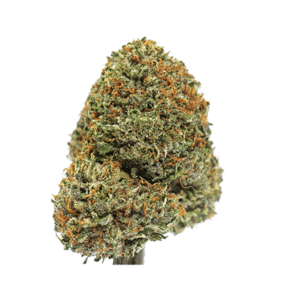 Black Domina